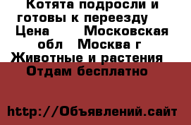 Котята подросли и готовы к переезду)) › Цена ­ 5 - Московская обл., Москва г. Животные и растения » Отдам бесплатно   